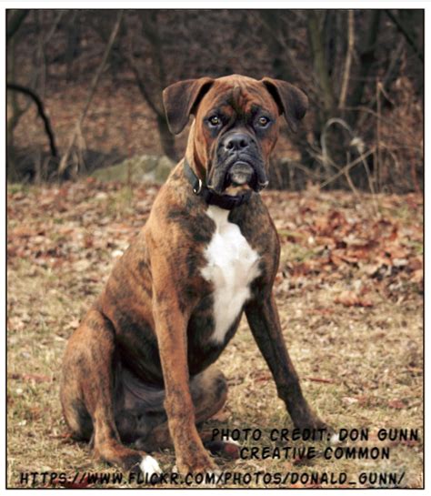 Brindle Boxer Dog Boxer Dog Info And Health Tips