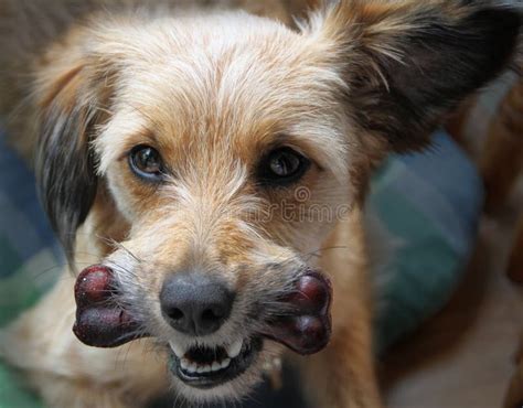 Dog With A Bone Stock Photo Image Of Treat Trusting 25817874