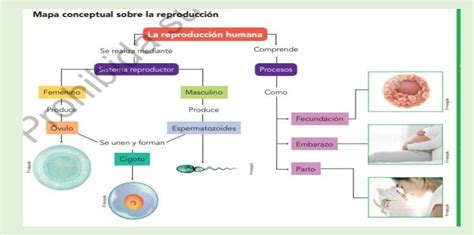 Mapa Conceptual De La Funcion De Reproduccion Del Ser Humano Brainlylat
