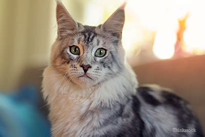 Ulcerated or exophytic lesions from the bulbar or palpebral conjunctiva, which may invade deep into orbital tissues. Mast Cell Tumors in Cats | Cat diseases, Mast cell, Dog cancer