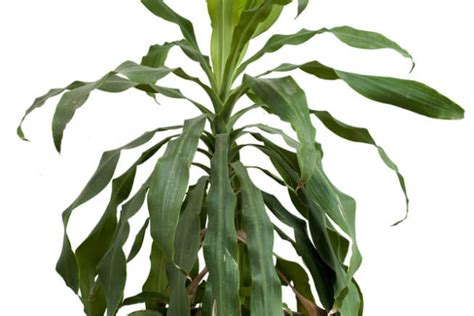 Corn Plant Houseplant Top Facts And Tips