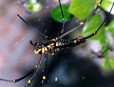 See full list on owlcation.com Giant Wood Spiders (Nephila maculata)