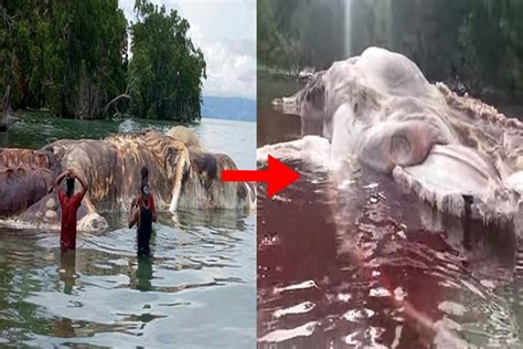 Giant Mysterious Sea Creature Washed Up On Beach Water