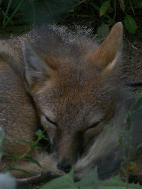 Stock Swift Fox Sleeping2 By Kaltyr On Deviantart