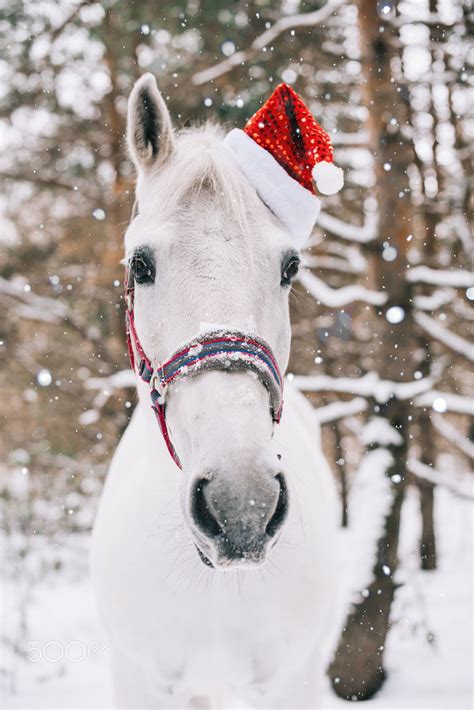 Pin By Brenda Wade On Winter Ideas Christmas Horses Horses