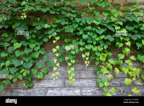 Green Climbing Plant On Brick Wall Stock Photo Alamy