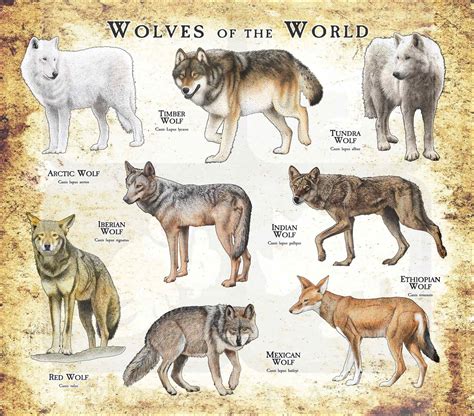 Arctic Wolves Poster Ciudaddelmaizslpgobmx