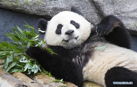 Canadian Born Giant Panda Twins Celebrate 2nd Birthday At Toronto Zoo79