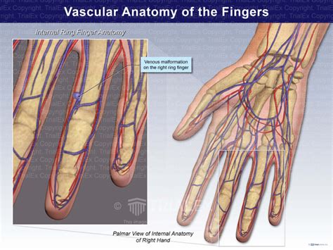 Vascular Anatomy Of The Fingers Trialexhibits Inc