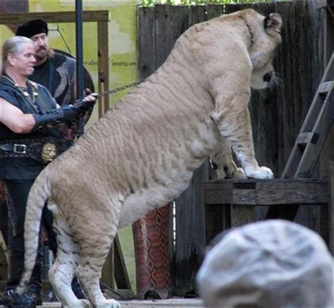 Size Of The Ligers