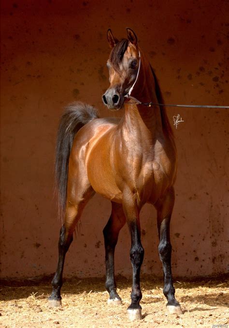 Rafahag A Gorgeous Bay Arabian Stallion 2006 From Issan Stud In