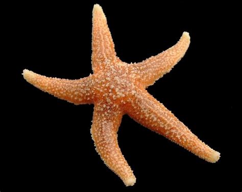 Common Starfish Alchetron The Free Social Encyclopedia