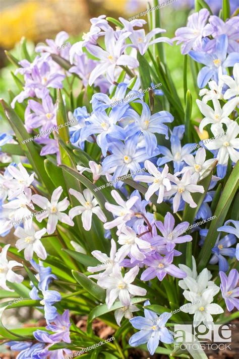 Chionodoxa Luciliae Mix Stock Photo Picture And Rights Managed Image