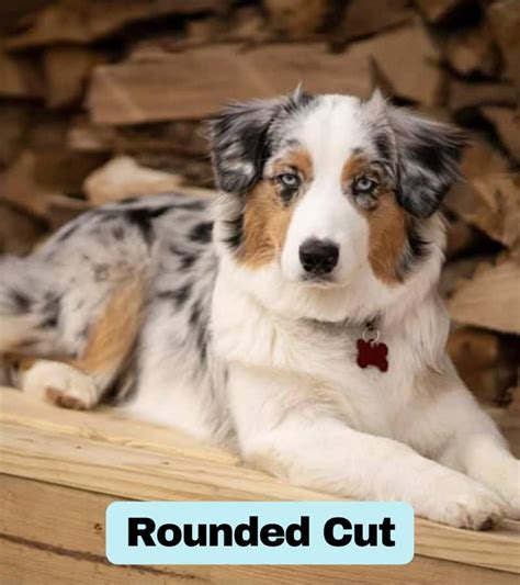 Australian Shepherd Grooming Styles Paws And Learn