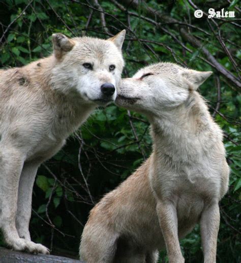 White Wolf Wolf Kiss