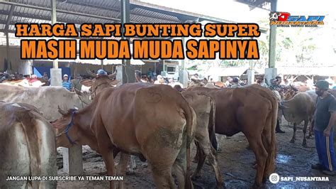 Harga Sapi Bunting Pasar Sapi Wirosari Super Super Berjejer Rapi