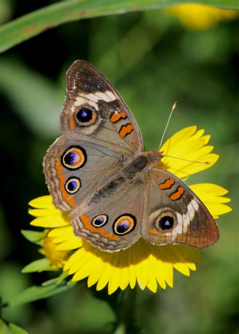 Autumn Rains Thus Come The Butterflies Shoal Creek Conservancy