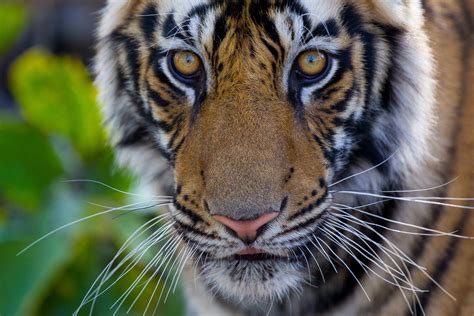 Tiger Portrait Marko Dimitrijevic Photography