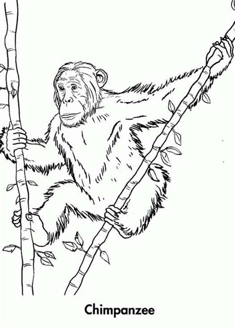 Monkey in a tree coloring page. Bamboo Coloring Page - Coloring Home