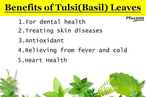 Know The Uses And Benefits Of Tulsi Leaves For Your Daily Life
