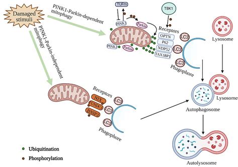 Frontiers Mechanism Of Mitophagy And Its Role In Sepsis Induced Organ