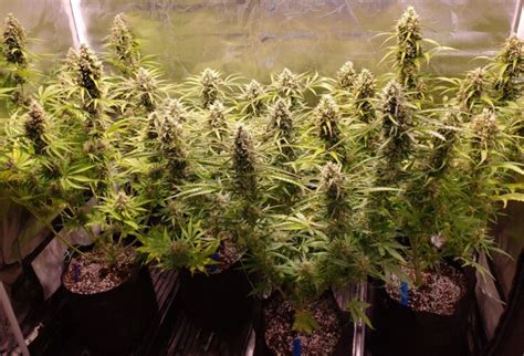 How To Start Growing Auto Flowering Cannabis The Frisky