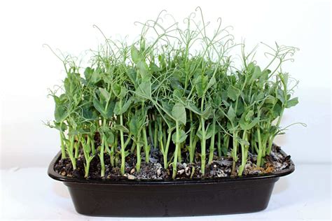 Growing Pea Shoots: - Vegetable gardening