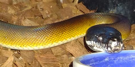 White Lipped Python By Manhattan Reptile Planet Morphmarket