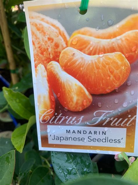 Mandarin Satsuma Okitsu | Lakeside Plants & Nursery