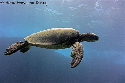 Honu Hawaiian Diving Honolulu All You Need To Know Before You Go