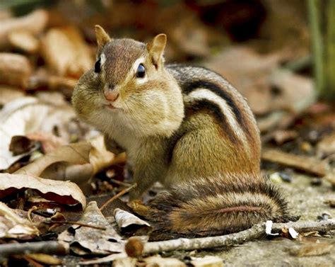 Ask A Naturalist What Do Chipmunks Do In Winter