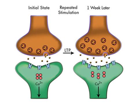 Mechanisms of Plasticity | CNS Traumatic Brain Injury Rehab