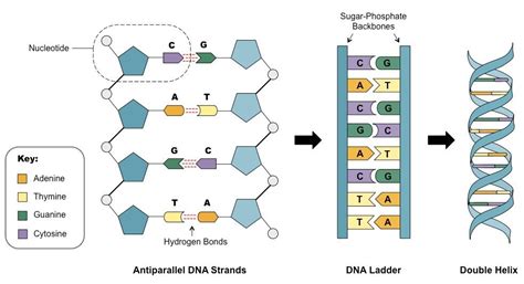 Rather, dna in bacteria is present in the form of a single large circular molecule within the center of the cell. double stranded DNA | Macromolecules, Dna, Hydrogen bond