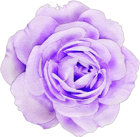 Purple Flower Png Aesthetic Ideas Mdqahtani