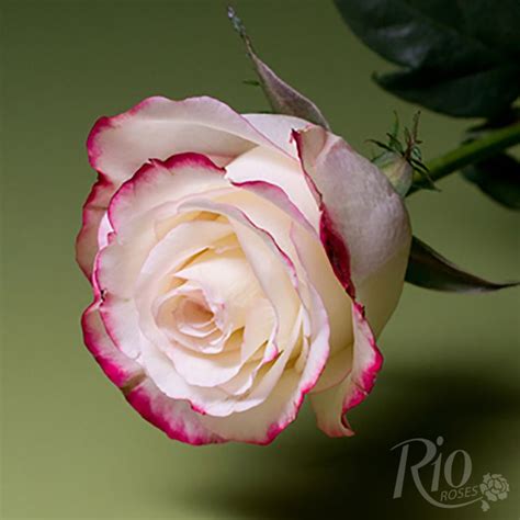 Rio Roses Sweetness Pretty Flowers Pink Flowers Flower Catalogs