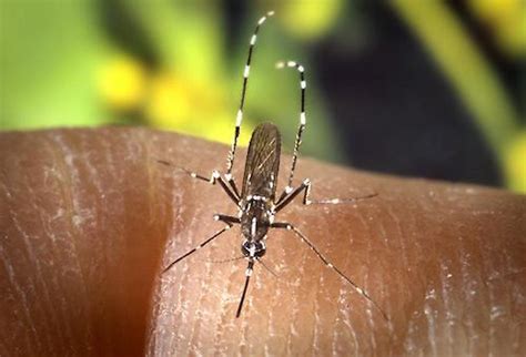 New Tiger Mosquito Outbreak In Majorca