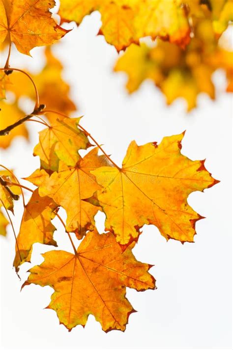 Yellow Autumn Leaves Stock Image Image Of Maple Beautiful 27284867
