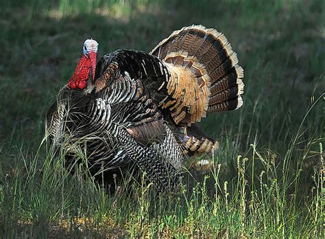 wild turkey population is declining rapidly puzzling scientists it may be a bunch of things