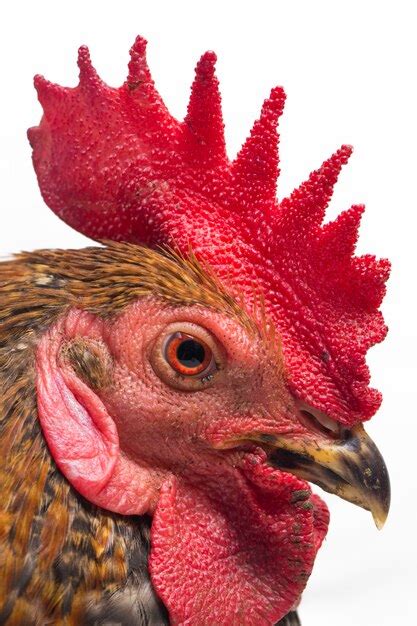 Premium Photo Close Up Head Of Cock Free Range Chicken