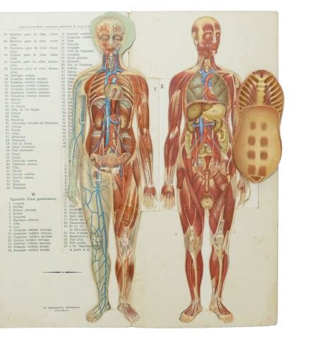 Le corps humain Anatomie de la femme Planches démontables et notice