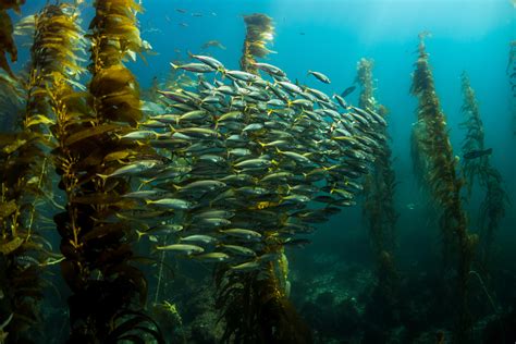 La Jolla Kelp Forest Dive San Diego Scuba Guide