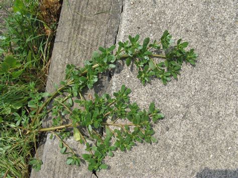 Sidewalk Weeds In The Hot Dry Summer Friesner Herbarium