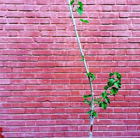 Premium Photo Plant Growing Against Brick Wall