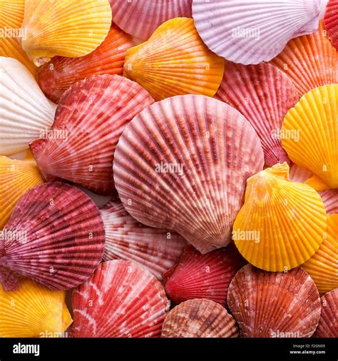 Colourful Scallop Shells Stock Photo Alamy