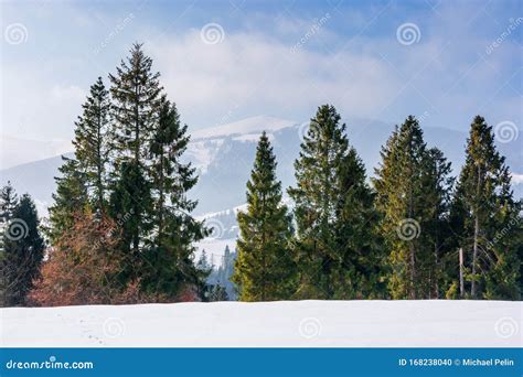 Spruce Forest On The Snow Covered Mountain Meadow Stock Photo Image