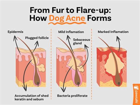 Can Dogs Get Pimples What You Need To Know If Yours Has Acne Pawsafe