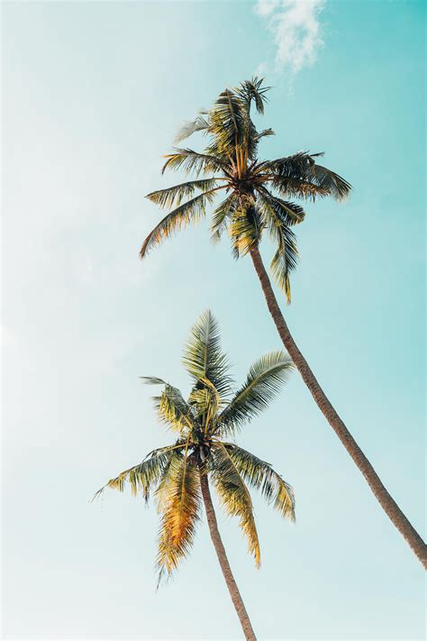 Worm S Eye View Photography Of Two Coconut Trees Green Coconut Trees During Daytime Tree Palm