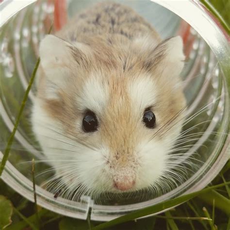 Are Hamsters A ‘good Pet Peta