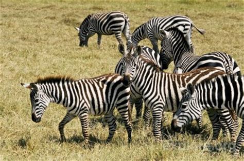 Instead, they eat a wide variety of different grasses, sometimes even eating leaves and young trees. Where Do Zebras Live | Zebras Habitat