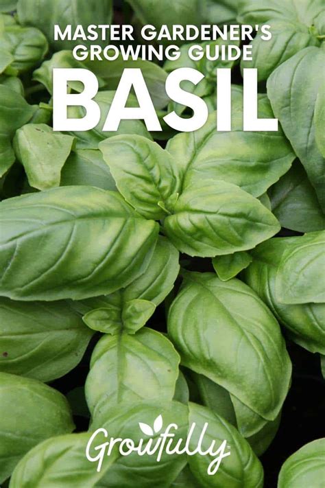 How To Grow Basil From Seed A Step By Step Guide